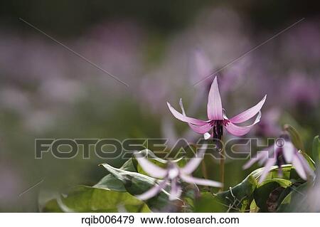 Japanese dog tooth violet View Large Photo Image Stock Photo - Japanese dog tooth violet. Fotosearch