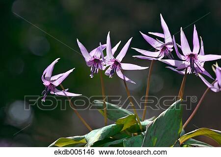 Stock Photograph - Japanese dog tooth violet. Fotosearch