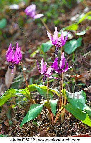 Japanese dog tooth violet View Large Photo Image Stock Photograph - Japanese dog tooth violet. Fotosearch