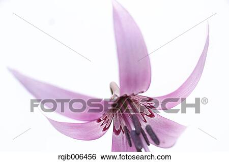 Stock Photograph - Japanese dog tooth violet. Fotosearch