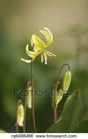 Stock Photograph - Japanese dog tooth violet. Fotosearch