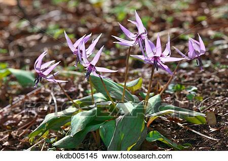 Stock Photography - Japanese dog tooth violet. Fotosearch