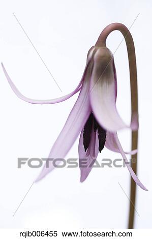 Stock Photography - Japanese dog tooth violet. Fotosearch