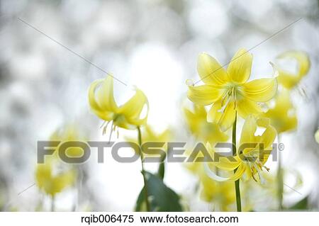 Japanese dog tooth violet View Large Photo Image Stock Photography - Japanese dog tooth violet. Fotosearch