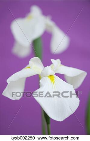 Stock Image - Japanese Iris. Fotosearch