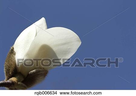 Japanese Magnolia View Large Photo Image Picture - Japanese Magnolia. Fotosearch
