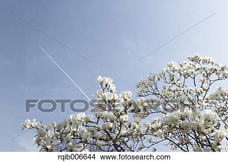 Japanese Magnolia View Large Photo Image Picture - Japanese Magnolia. Fotosearch