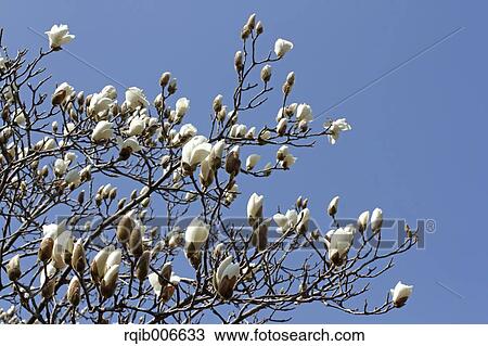 Japanese Magnolia View Large Photo Image Stock Image - Japanese Magnolia. Fotosearch