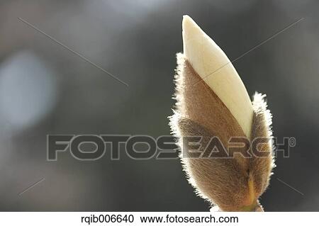 Japanese Magnolia View Large Photo Image Stock Image - Japanese Magnolia. Fotosearch