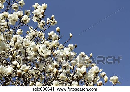 Japanese Magnolia View Large Photo Image Stock Image - Japanese Magnolia. Fotosearch