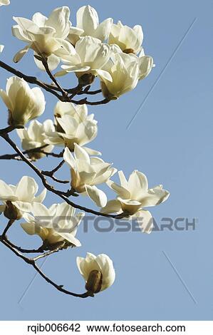 Stock Image - Japanese Magnolia. Fotosearch