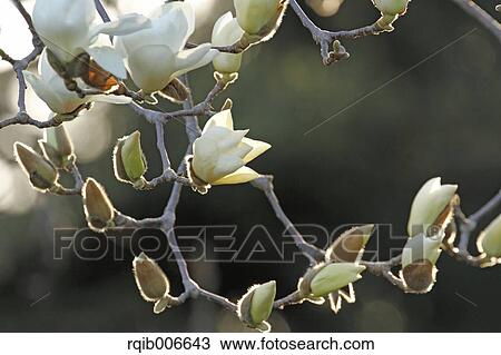 Stock Image - Japanese Magnolia. Fotosearch