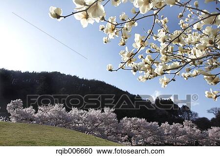 Stock Image - Japanese Magnolia. Fotosearch