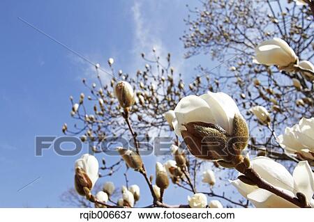 Stock Photo - Japanese Magnolia. Fotosearch