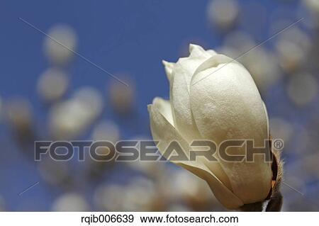 Japanese Magnolia View Large Photo Image Stock Photo - Japanese Magnolia. Fotosearch
