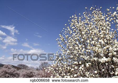 Stock Photo - Japanese Magnolia. Fotosearch