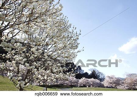 Stock Photo - Japanese Magnolia. Fotosearch