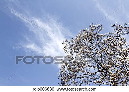 Japanese Magnolia View Large Photo Image Stock Photograph - Japanese Magnolia. Fotosearch