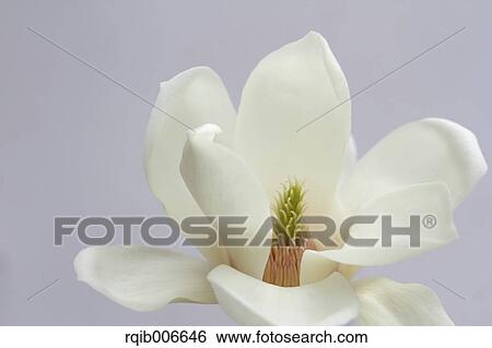 Japanese Magnolia View Large Photo Image Stock Photograph - Japanese Magnolia. Fotosearch