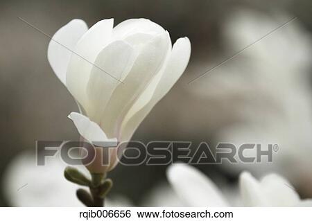 Japanese Magnolia View Large Photo Image Stock Photograph - Japanese Magnolia. Fotosearch