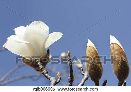 Japanese Magnolia View Large Photo Image Stock Photography - Japanese Magnolia. Fotosearch
