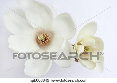 Japanese Magnolia View Large Photo Image Stock Photography - Japanese Magnolia. Fotosearch