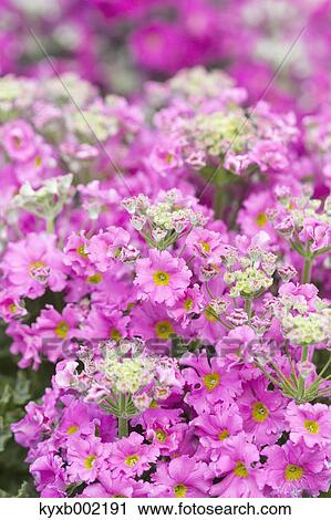Japanese Primrose View Large Photo Image Stock Image - Japanese Primrose. Fotosearch