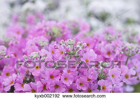 Japanese Primrose View Large Photo Image Stock Image - Japanese Primrose. Fotosearch