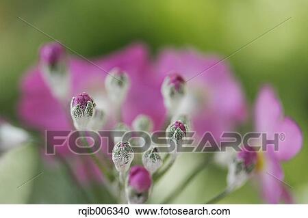 Stock Image - Japanese Primrose. Fotosearch