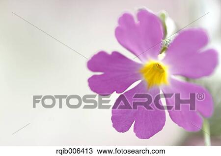 Japanese Primrose View Large Photo Image Stock Image - Japanese Primrose. Fotosearch