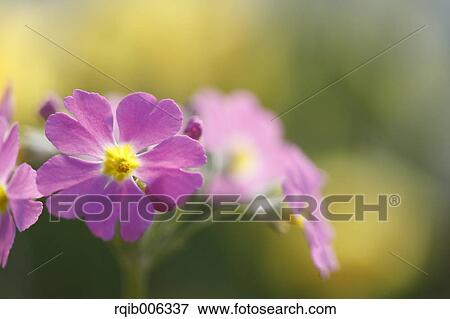 Stock Photo - Japanese Primrose. Fotosearch