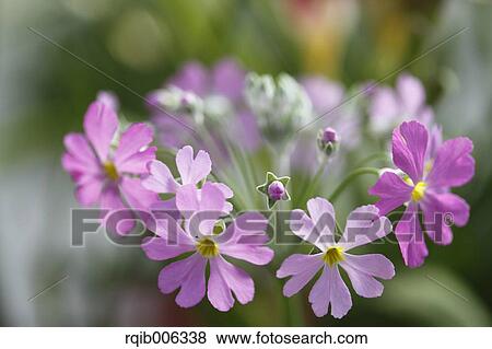 Japanese Primrose View Large Photo Image Stock Photo - Japanese Primrose. Fotosearch