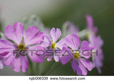 Stock Photo - Japanese Primrose. Fotosearch
