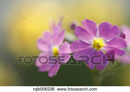 Japanese Primrose View Large Photo Image Stock Photograph - Japanese Primrose. Fotosearch