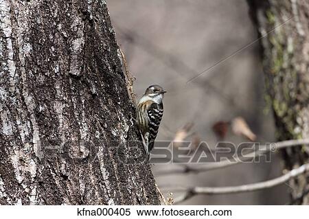 Japanese Pygmy Woodpecker View Large Photo Image Stock Photography - Japanese Pygmy Woodpecker. Fotosearch