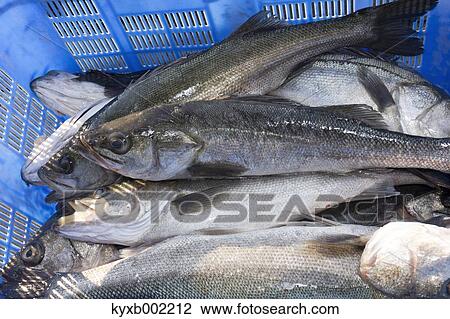 Japanese Seabass View Large Photo Image Stock Image - Japanese Seabass. Fotosearch