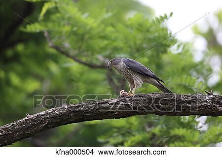 Japanese Sparrowhawk View Large Photo Image Picture - Japanese Sparrowhawk. Fotosearch
