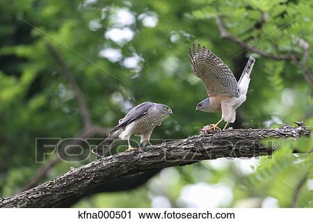 Japanese Sparrowhawk View Large Photo Image Stock Image - Japanese Sparrowhawk. Fotosearch