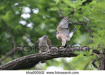 Japanese Sparrowhawk View Large Photo Image Stock Image - Japanese Sparrowhawk. Fotosearch