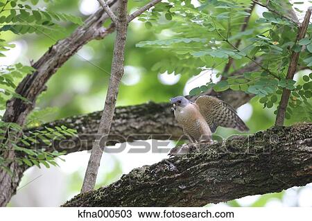 Stock Image - Japanese Sparrowhawk. Fotosearch