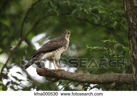Japanese Sparrowhawk View Large Photo Image Stock Image - Japanese Sparrowhawk. Fotosearch