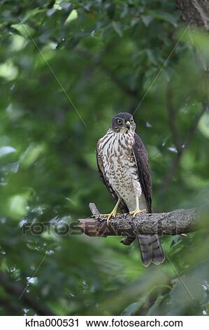 Japanese Sparrowhawk View Large Photo Image Stock Image - Japanese Sparrowhawk. Fotosearch