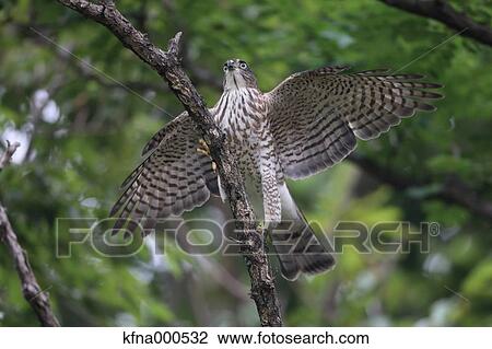 Stock Image - Japanese Sparrowhawk. Fotosearch