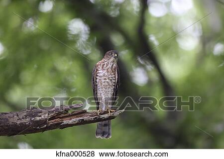 Japanese Sparrowhawk View Large Photo Image Stock Photo - Japanese Sparrowhawk. Fotosearch