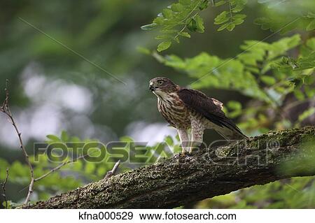 Japanese Sparrowhawk View Large Photo Image Stock Photo - Japanese Sparrowhawk. Fotosearch