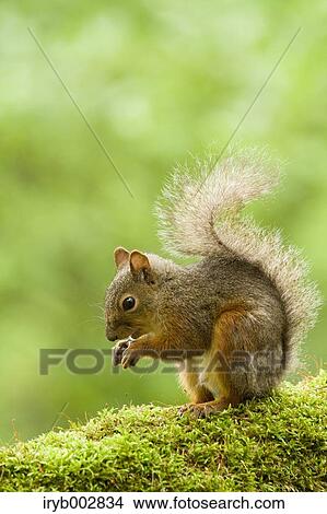 Japanese Squirrel View Large Photo Image Picture - Japanese Squirrel. Fotosearch