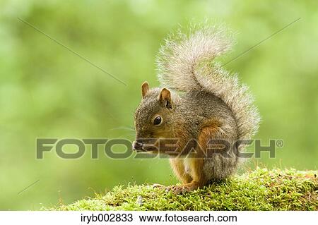 Japanese Squirrel View Large Photo Image Stock Image - Japanese Squirrel. Fotosearch