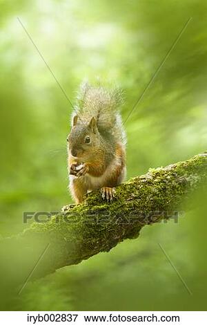 Japanese Squirrel View Large Photo Image Stock Photo - Japanese Squirrel. Fotosearch