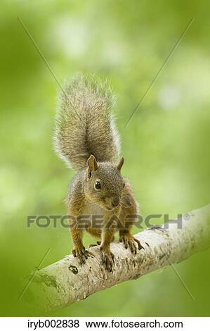 Japanese Squirrel View Large Photo Image Stock Photo - Japanese Squirrel. Fotosearch