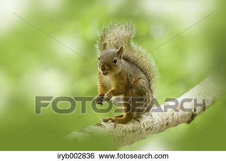 Japanese Squirrel View Large Photo Image Stock Photograph - Japanese Squirrel. Fotosearch